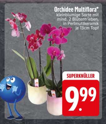 Orchidee Multiflora