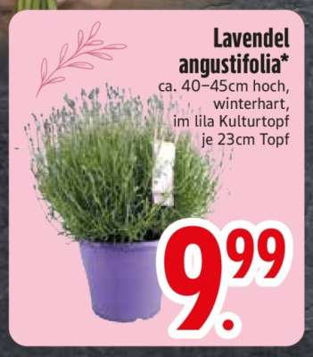 Lavendel angustifolia