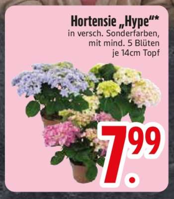 Hortensie 'Hype'