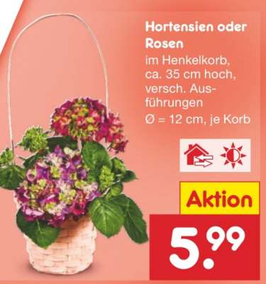 Hortensien oder Rosen