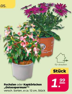 Fuchsien oder Kapkörbchen „Osteospermum“
