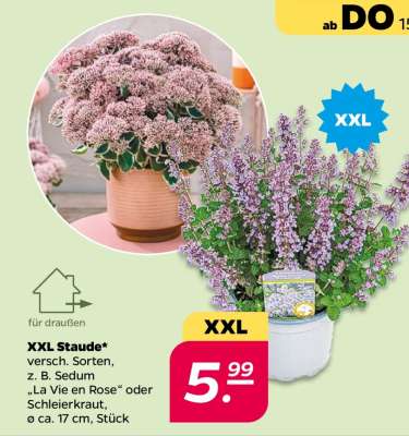 XXL Staude
