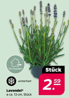 Lavendel
