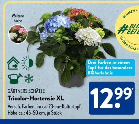 Tricolor-Hortensie XL