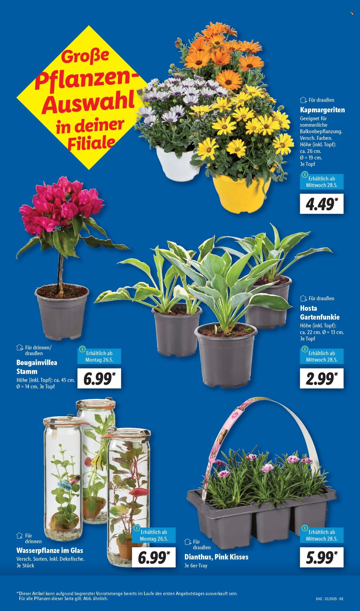 Leták Lidl - 26.5.2025 - 31.5.2025. Strana 7