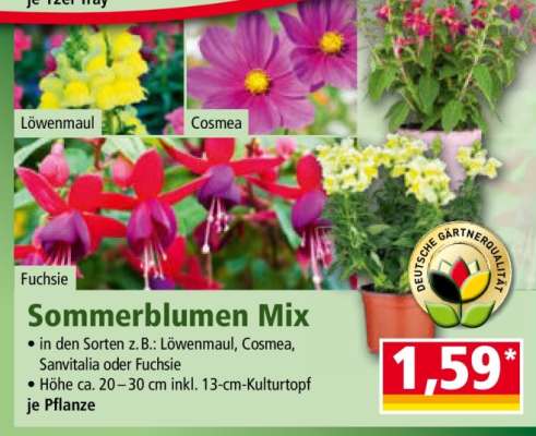 Sommerblumen Mix