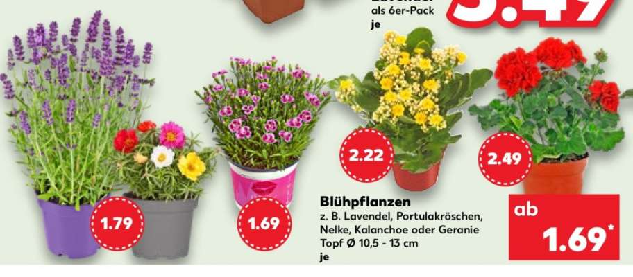 Blühpflanzen