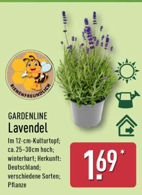 GARDENLINE Lavendel