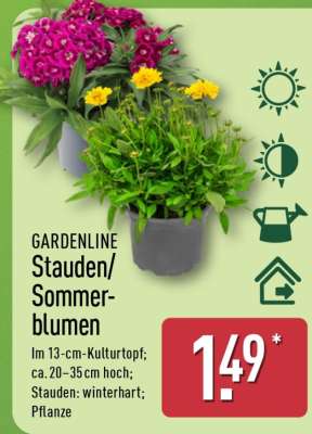 GARDENLINE Stauden/Sommerblumen