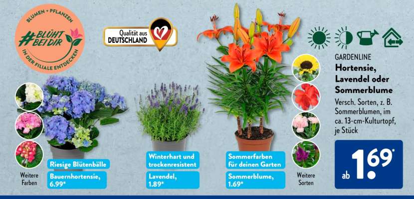 GARDENLINE Hortensie, Lavendel oder Sommerblume