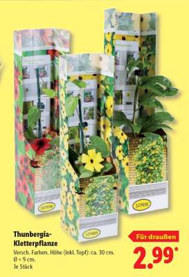 Thunbergia-Kletterpflanze