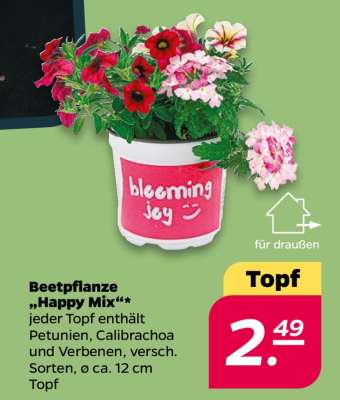 Beetpflanze 'Happy Mix'