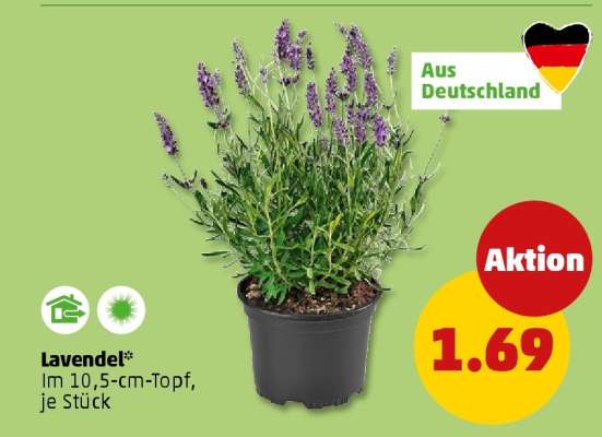 Lavendel
