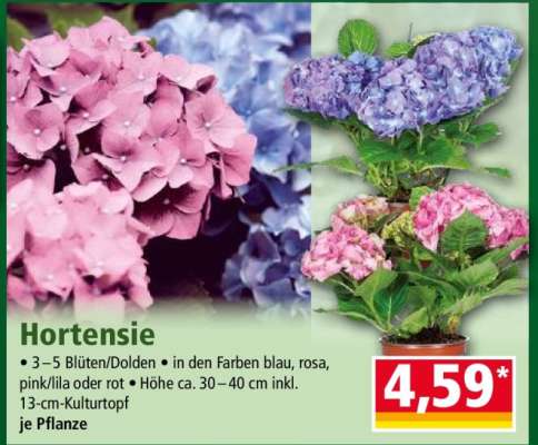 Hortensie