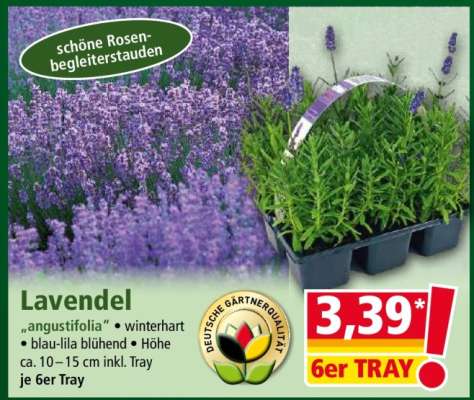 Lavendel