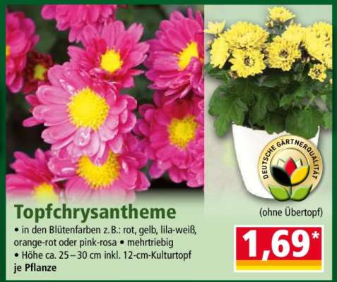 Topfchrysantheme