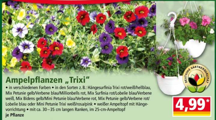 Ampelpflanzen „Trixi“