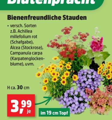 Bienenfreundliche Stauden*