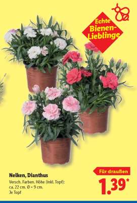 Nelken Dianthus