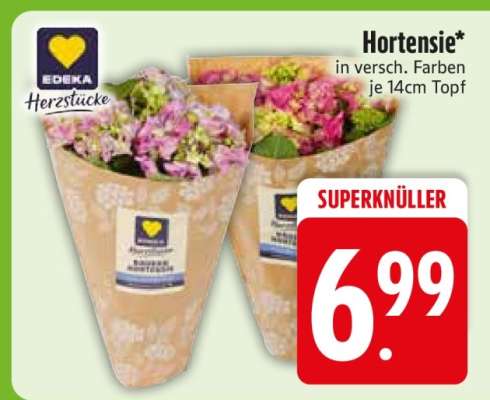 Hortensie