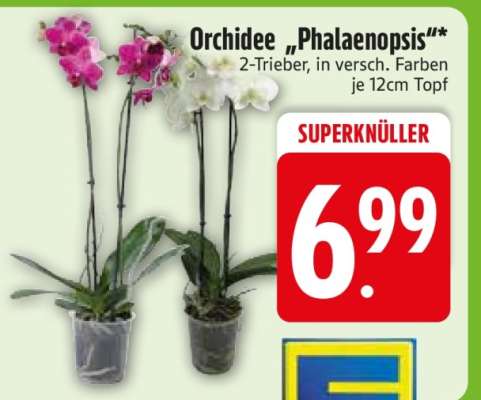 Orchidee „Phalaenopsis“*