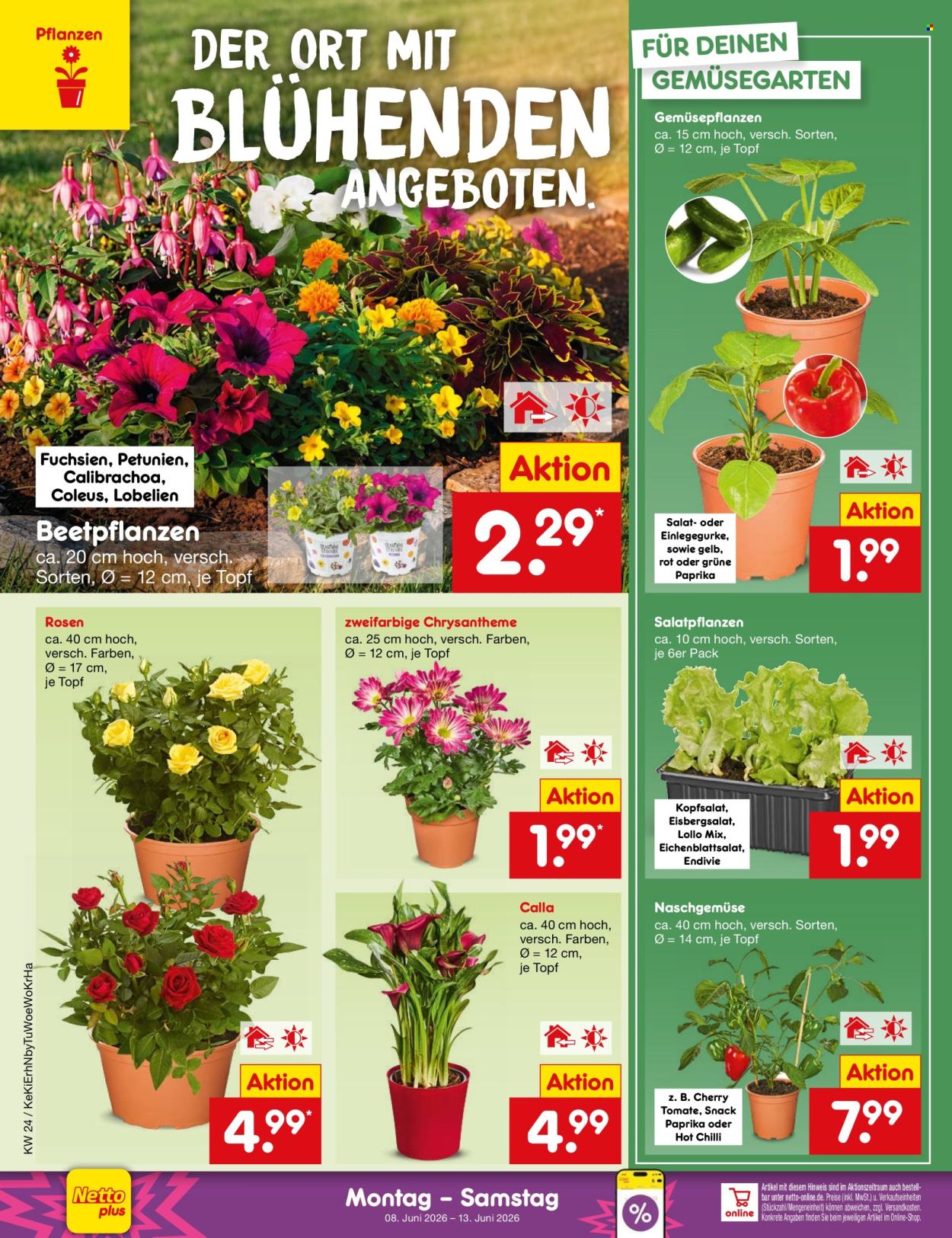 Netto Marken-Discount Prospekte  - 8.06.2026 - 13.06.2026. Seite 14