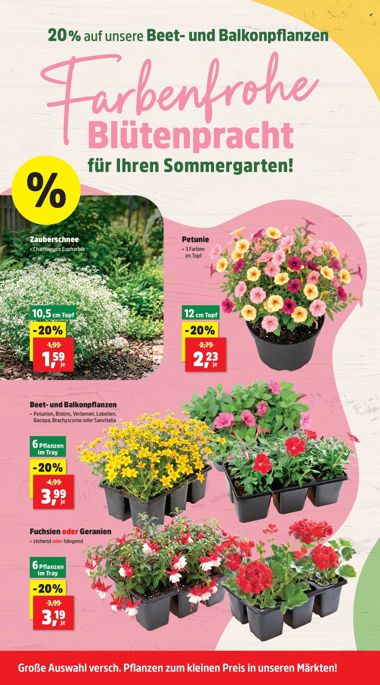 Thomas Philipps Prospekte  - 8.06.2026 - 13.06.2026. Seite 6