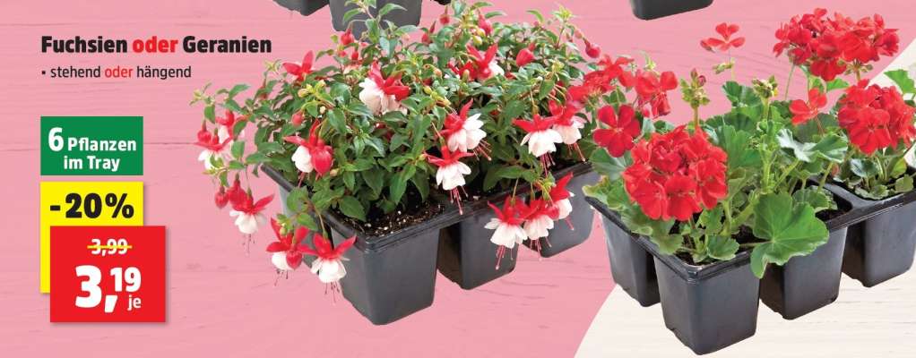 Fuchsien oder Geranien