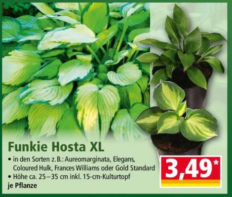 Funkie Hosta XL
