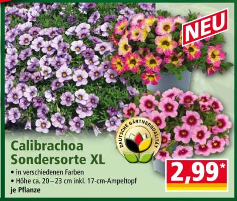 Calibrachoa Sondersorte XL