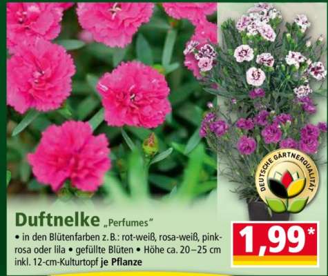 Duftnelke „Perfumes“