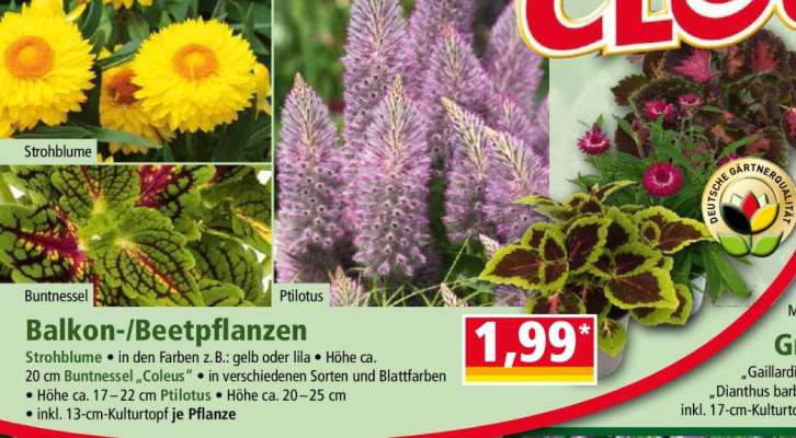 Balkon-/Beetpflanzen