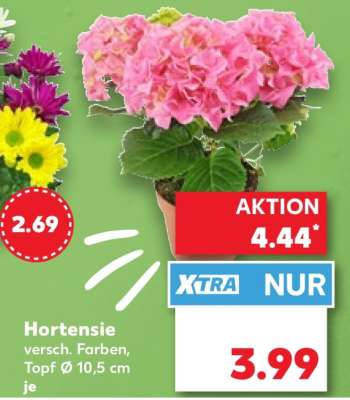 Hortensie