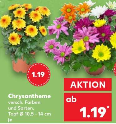 Chrysantheme