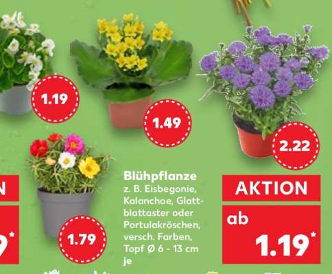Blühpflanze