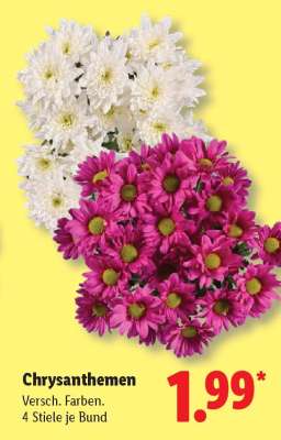 Chrysanthemen