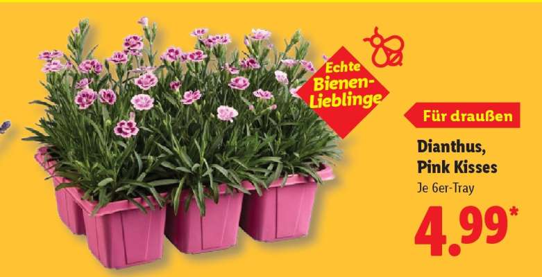 Dianthus, Pink Kisses