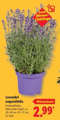 Lavendel angustifolia