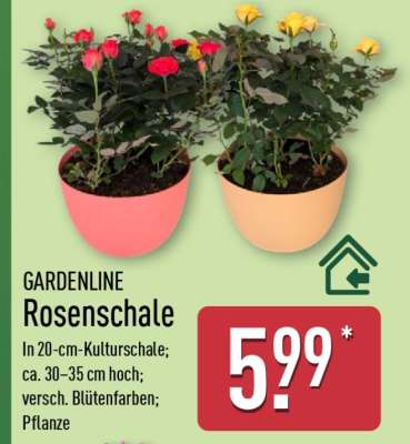 GARDENLINE Rosenschale