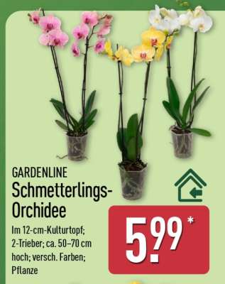 GARDENLINE Schmetterlings-Orchidee