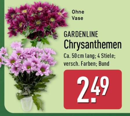 GARDENLINE Chrysanthemen