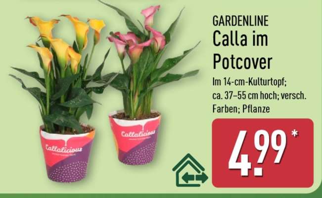 GARDENLINE Calla im Potcover