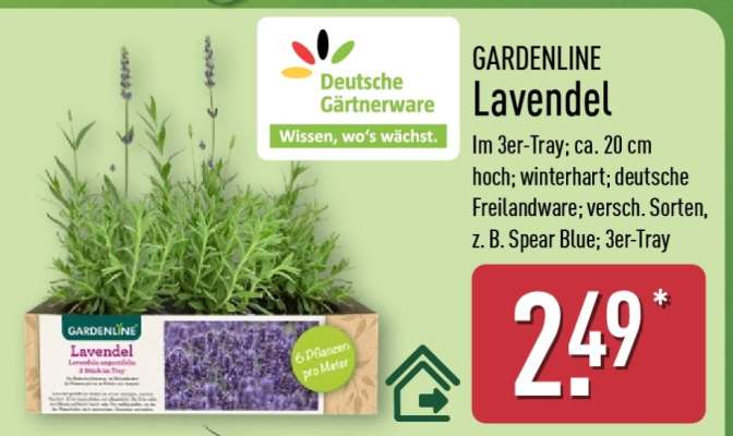 GARDENLINE Lavendel