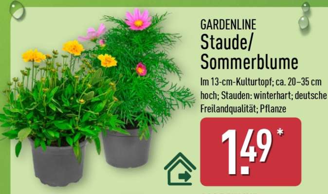 GARDENLINE Staude/ Sommerblume