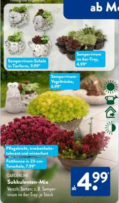 GARDENLINE Sukkulenten-Mix