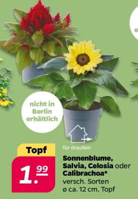 Sonnenblume, Salvia, Celosia oder Calibrachoa