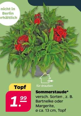 Sommerstaude