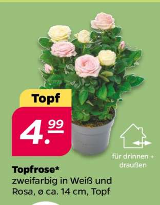 Topfrose*