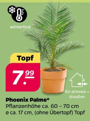 Phoenix Palme