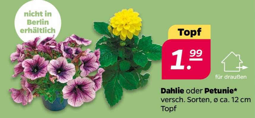 Dahlie oder Petunie